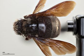 Media type: image;   Entomology 810626 Aspect: habitus dorsal view